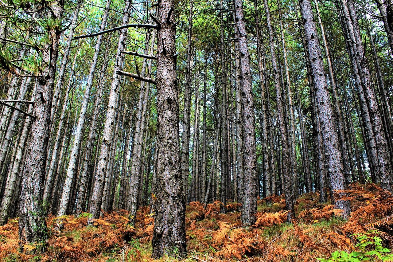 Foresta In Medias Mores Tripoli Exteriér fotografie
